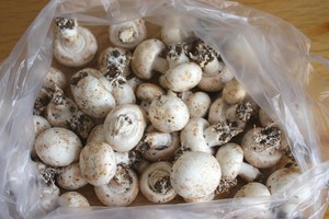 “鲜”美的简单快手菜——素炒鲜口蘑