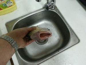 孔雀开屏鱼.