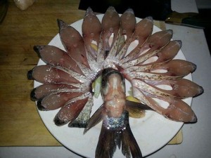 孔雀开屏鱼.