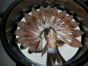孔雀开屏鱼.