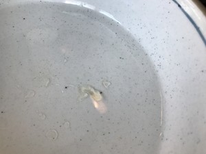 超简单的山楂雪球