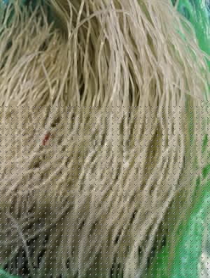 包菜炒粉丝