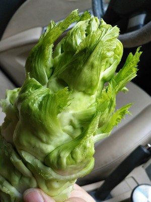 香辣儿菜