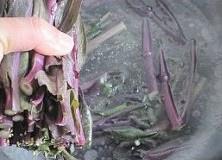 炒红菜苔