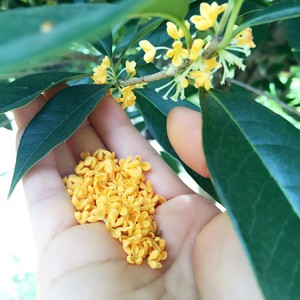 蜂蜜桂花