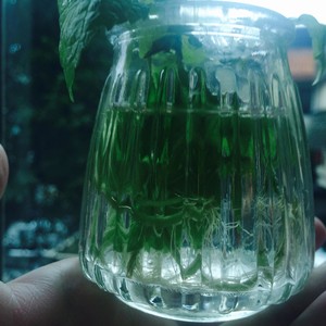 水培薄荷大法