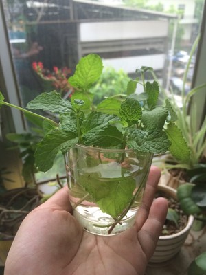 薄荷种植手册，如何把你的薄荷养到爆盆