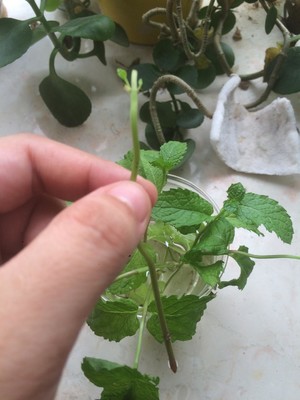 薄荷种植手册，如何把你的薄荷养到爆盆