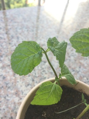 薄荷种植手册，如何把你的薄荷养到爆盆