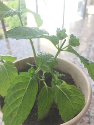 薄荷种植手册，如何把你的薄荷养到爆盆