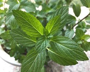 薄荷种植手册，如何把你的薄荷养到爆盆