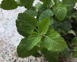 薄荷种植手册，如何把你的薄荷养到爆盆