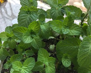 薄荷种植手册，如何把你的薄荷养到爆盆