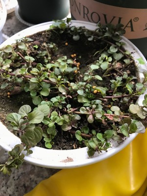 薄荷种植手册，如何把你的薄荷养到爆盆