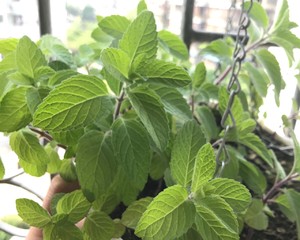 薄荷种植手册，如何把你的薄荷养到爆盆