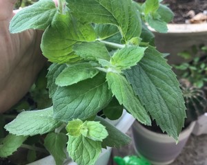 薄荷种植手册，如何把你的薄荷养到爆盆