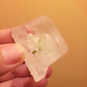 冰封茉莉