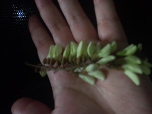 ZZL槐花糖（酱）