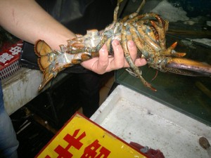 蒜蓉蒸龙虾