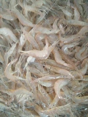 生卤青虾