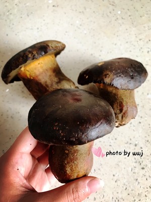 爆炒牛肝菌