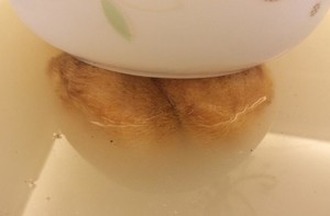 猴头菇养胃汤