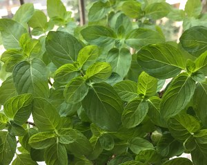 薄荷种植手册，如何把你的薄荷养到爆盆