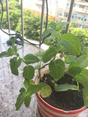 薄荷种植手册，如何把你的薄荷养到爆盆
