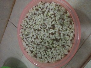 ZZL槐花糖（酱）