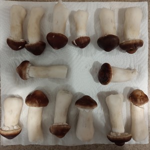 黄油煎赤松茸拌饭