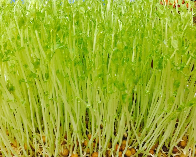 张姐-无土栽培芽苗菜（种植方法）