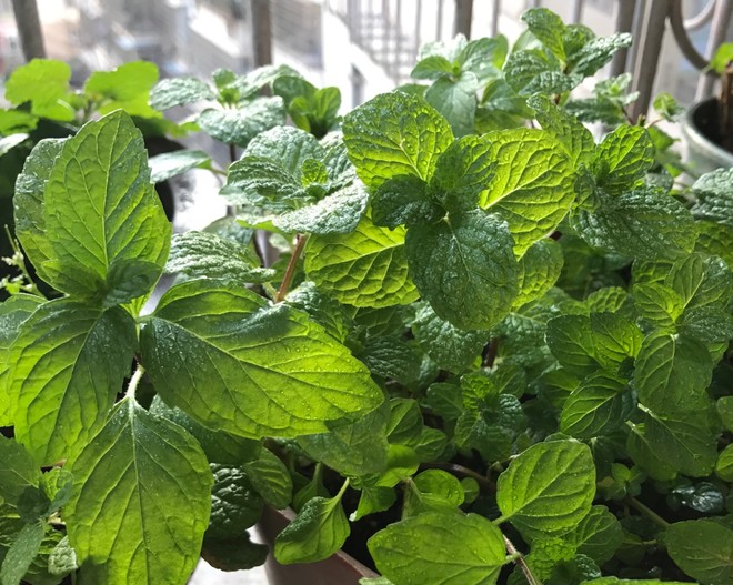 薄荷种植手册，如何把你的薄荷养到爆盆