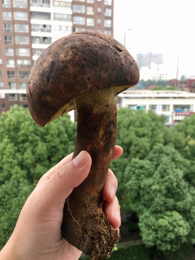 牛肝菌馄饨