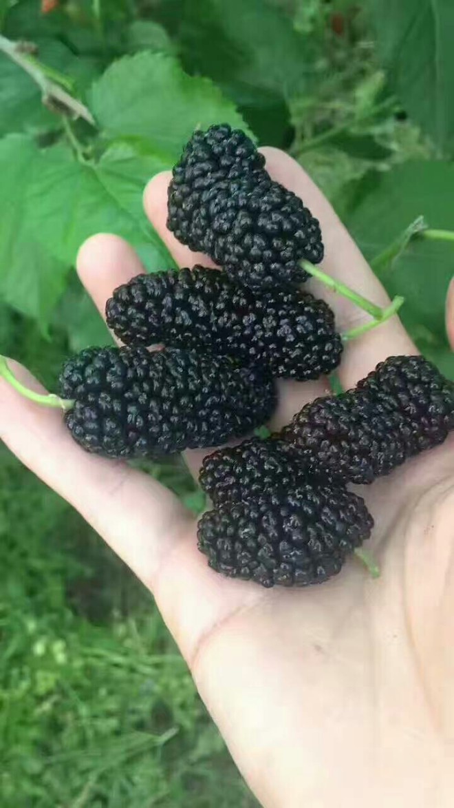 纯桑椹干