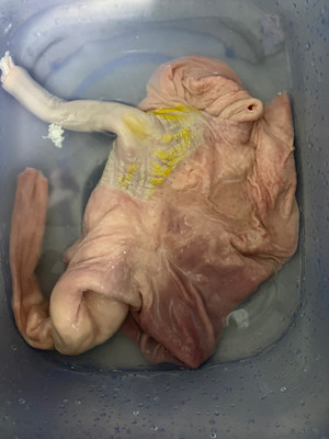 绿豆猪肚排骨汤