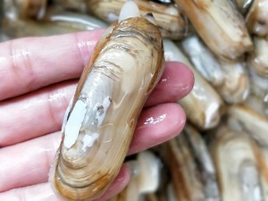 蒜香蛏子