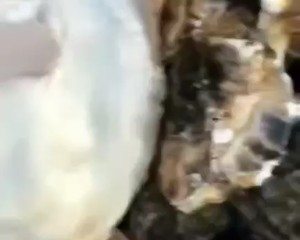 煮牡蛎（海蛎子）家常快手菜 附如何挑选及如何掌握火候！超级鲜肥！