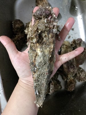 煮牡蛎（海蛎子）家常快手菜 附如何挑选及如何掌握火候！超级鲜肥！