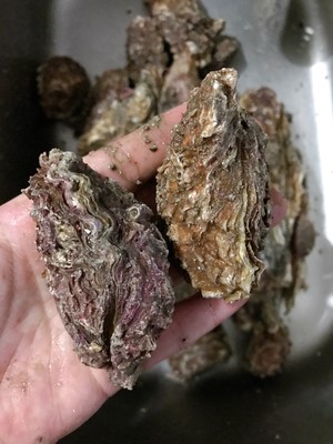煮牡蛎（海蛎子）家常快手菜 附如何挑选及如何掌握火候！超级鲜肥！
