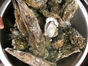 煮牡蛎（海蛎子）家常快手菜 附如何挑选及如何掌握火候！超级鲜肥！