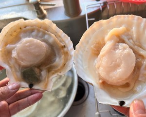 如何清理扇贝