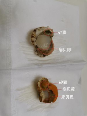 冷冻扇贝肉的清理方法