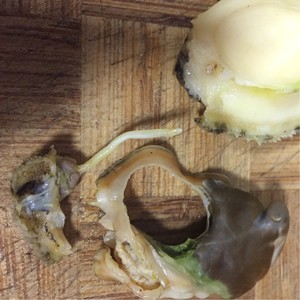 洗鲍鱼