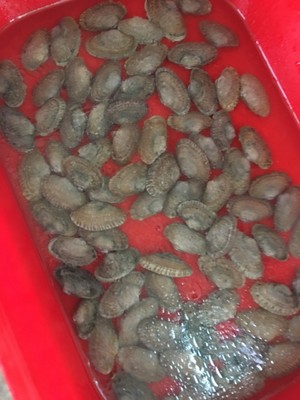爆炒花甲（保留鲜味，不焯水的做法）