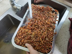 炒虾米