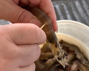 8分钟完美出锅的油爆明虾