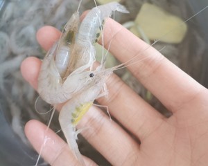 白灼盐水海白虾