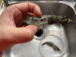 避风塘草虾