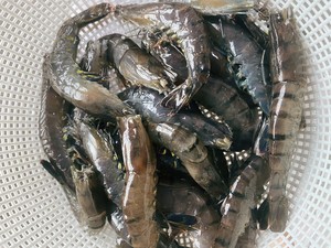 红烧大虾/红烧草虾