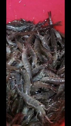 鲜虾干